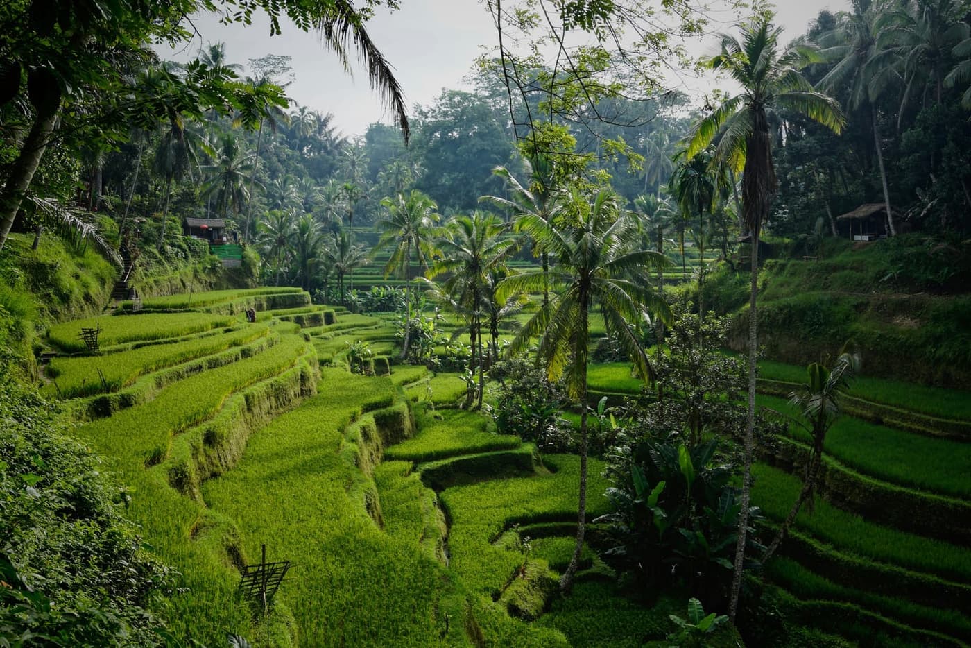 Escena en Ubud