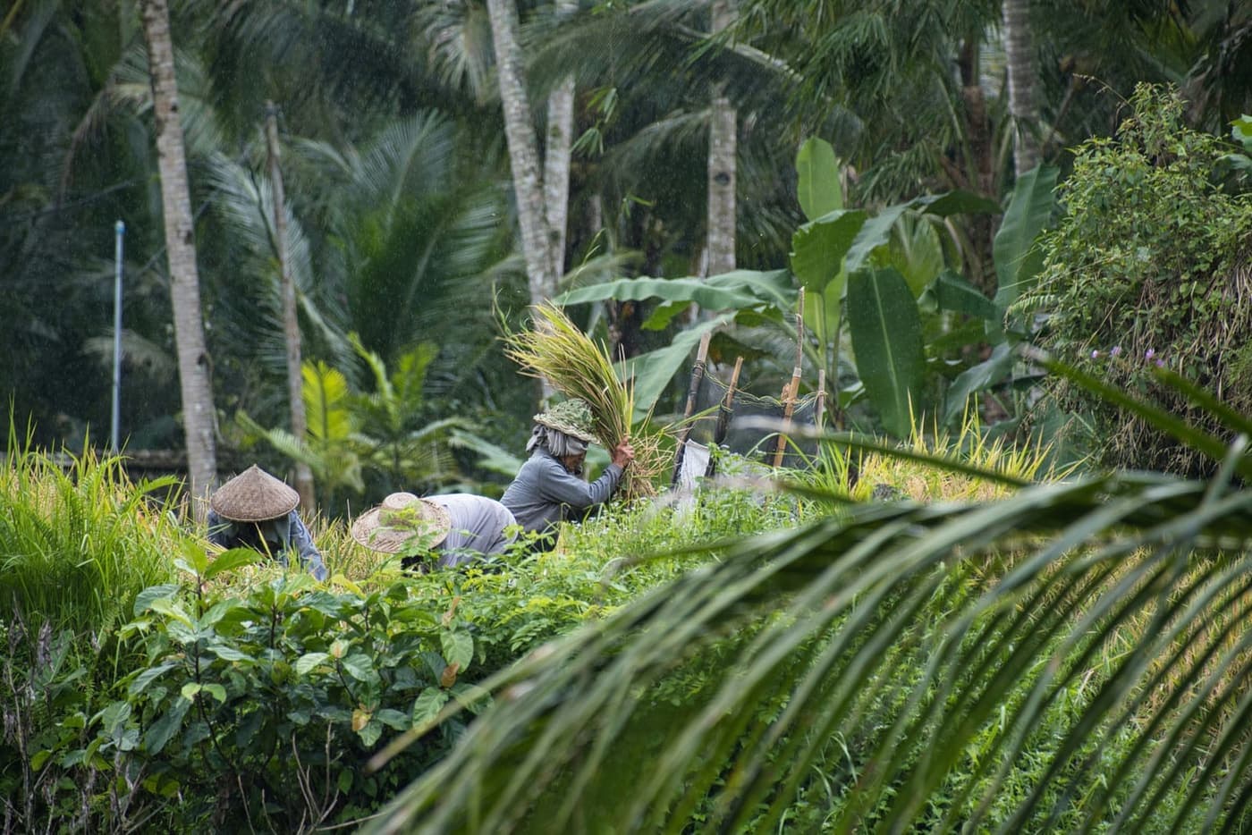 Escena en Ubud